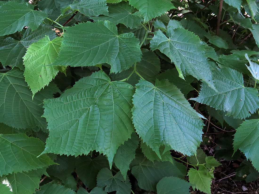 Image of Tilia platyphyllos specimen.