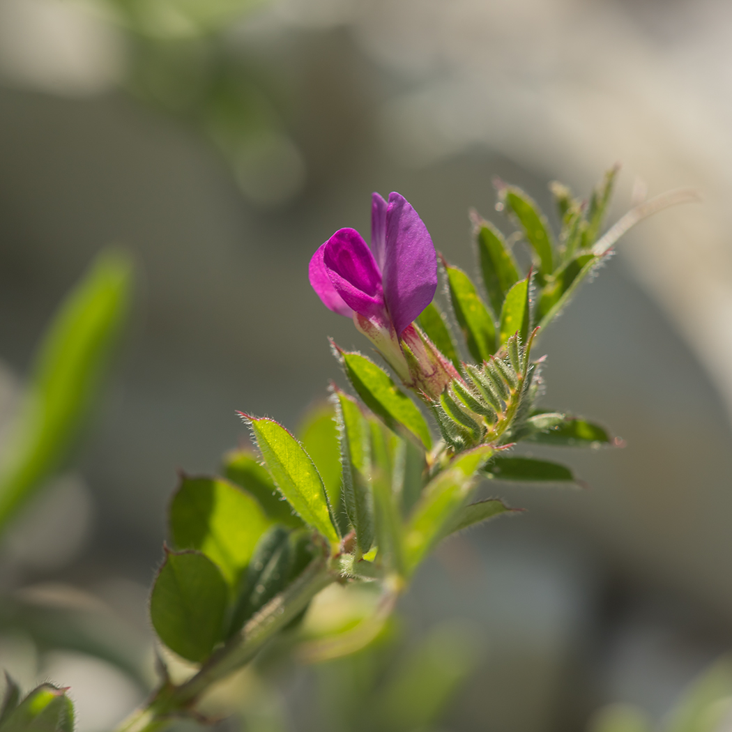 Image of Vicia cordata specimen.