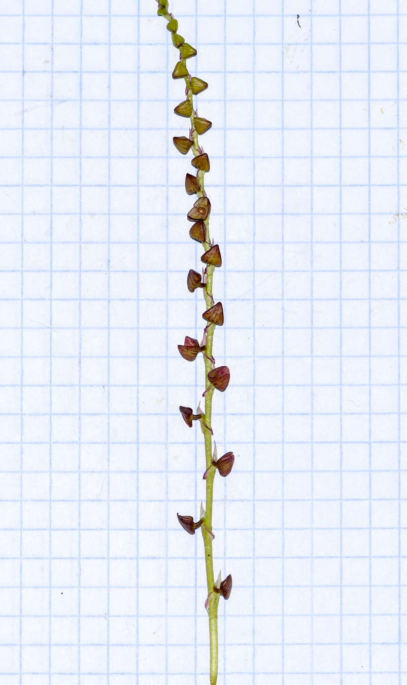 Image of genus Stelis specimen.