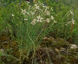 Dianthus marschallii