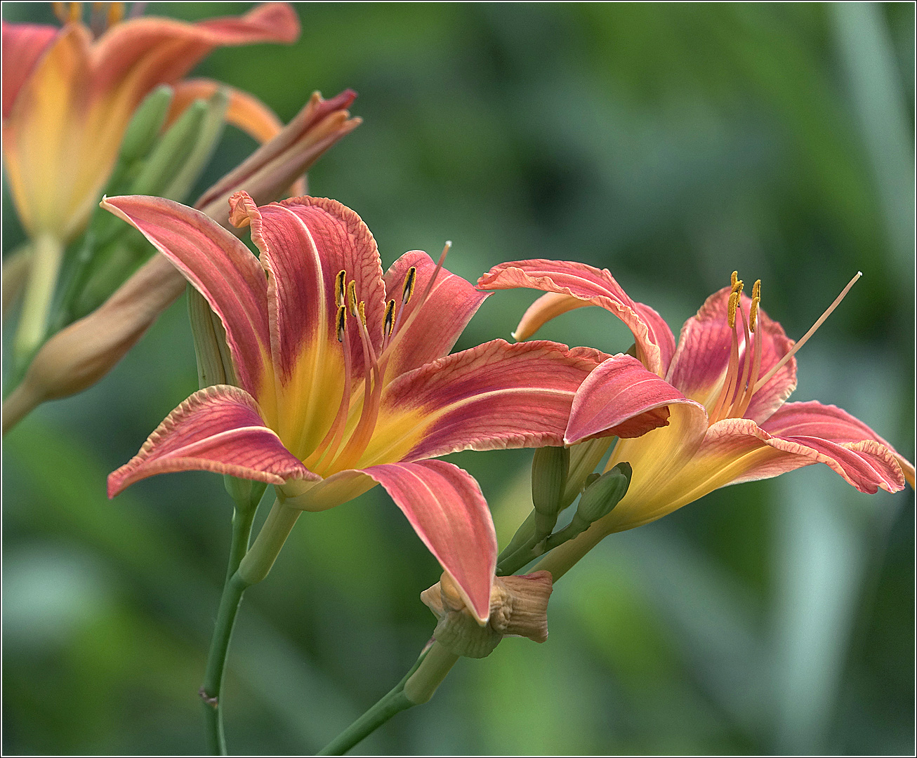 Image of Hemerocallis × hybrida specimen.