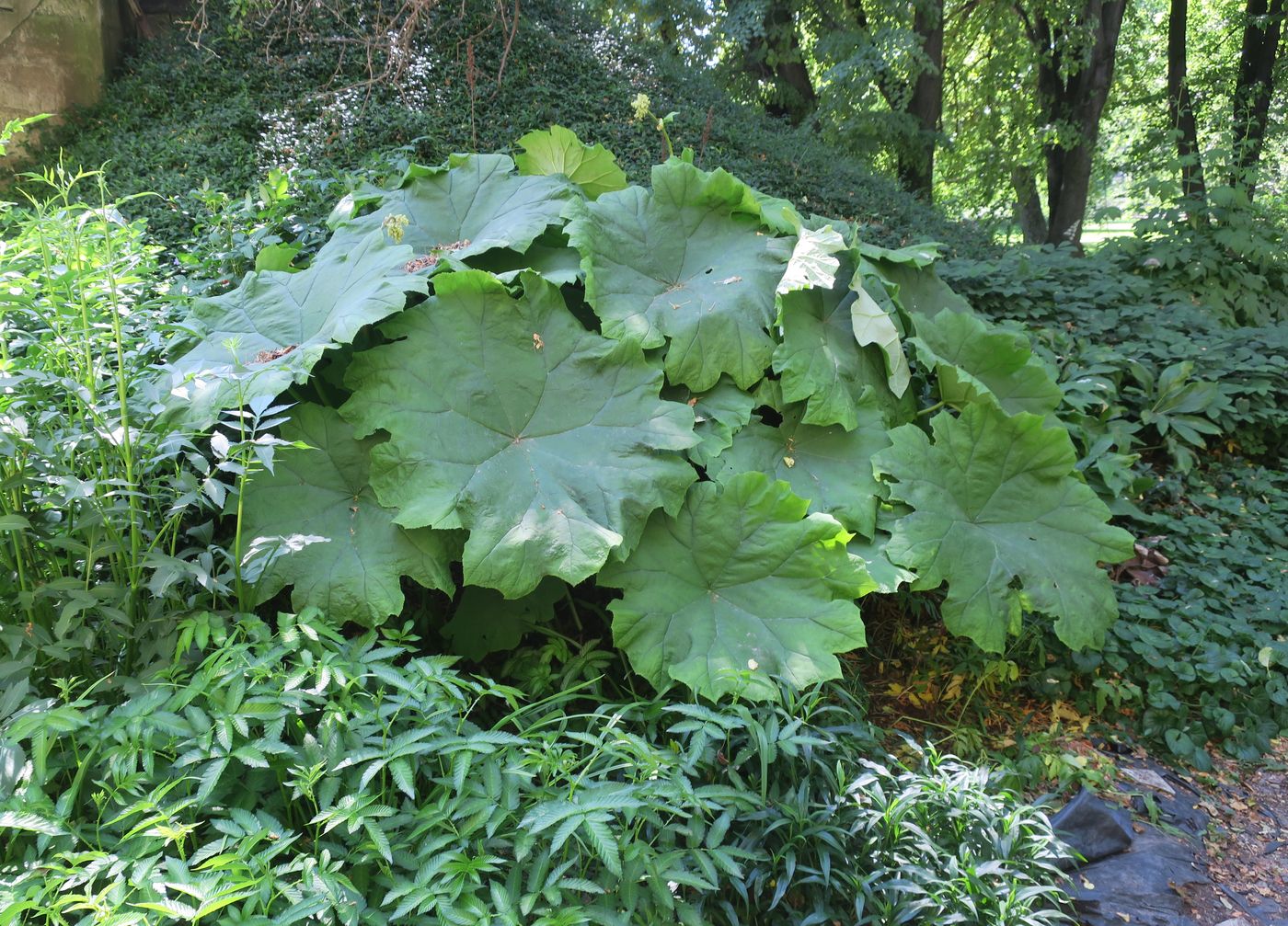 Изображение особи Astilboides tabularis.