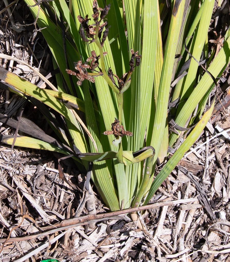 Image of Aristea ecklonii specimen.