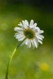 Leucanthemum vulgare. Соцветие (вид со стороны обёртки). Краснодарский край, Абинский р-н, окр. станицы Шапсугская, дубово-грабовый лес. 15.06.2021.