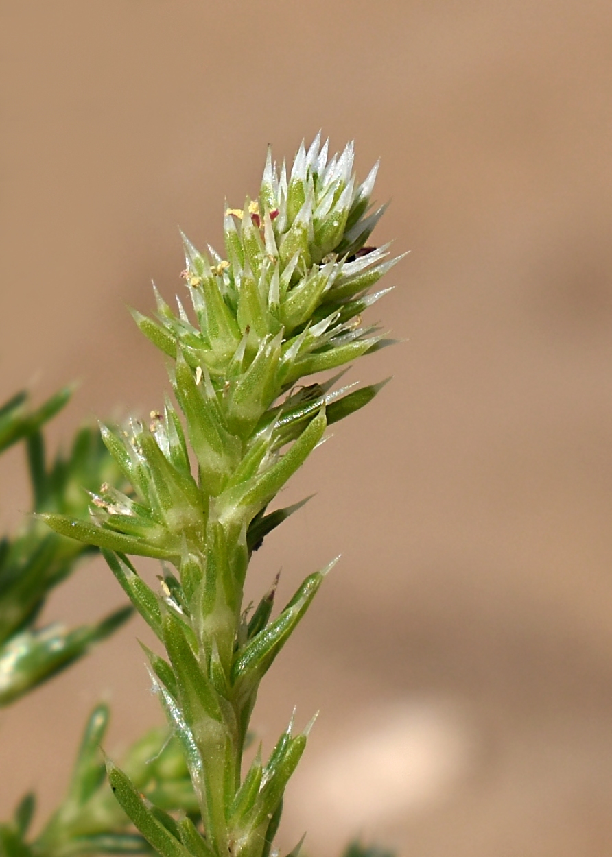 Image of Salsola collina specimen.