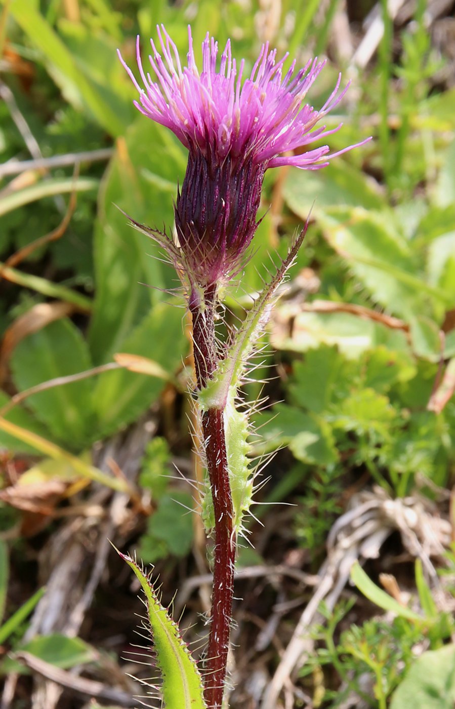 Изображение особи Cirsium simplex.