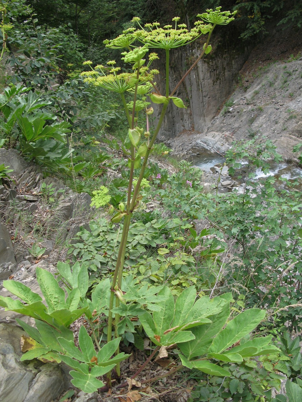 Image of Angelica sachokiana specimen.