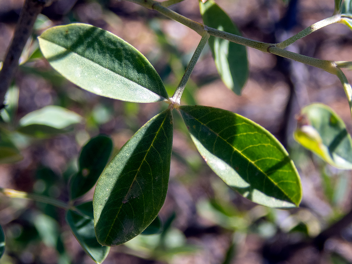 Image of Anagyris foetida specimen.