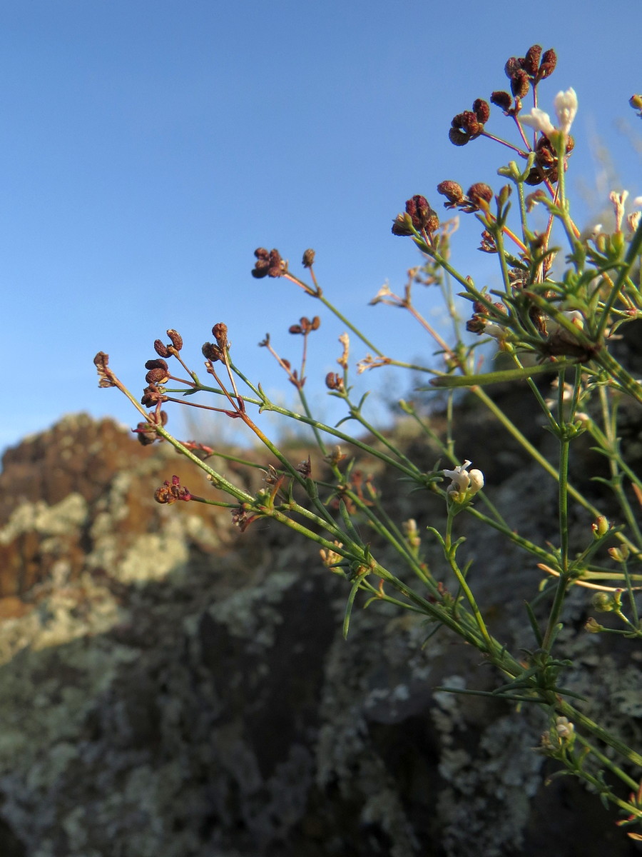 Image of Asperula petraea specimen.