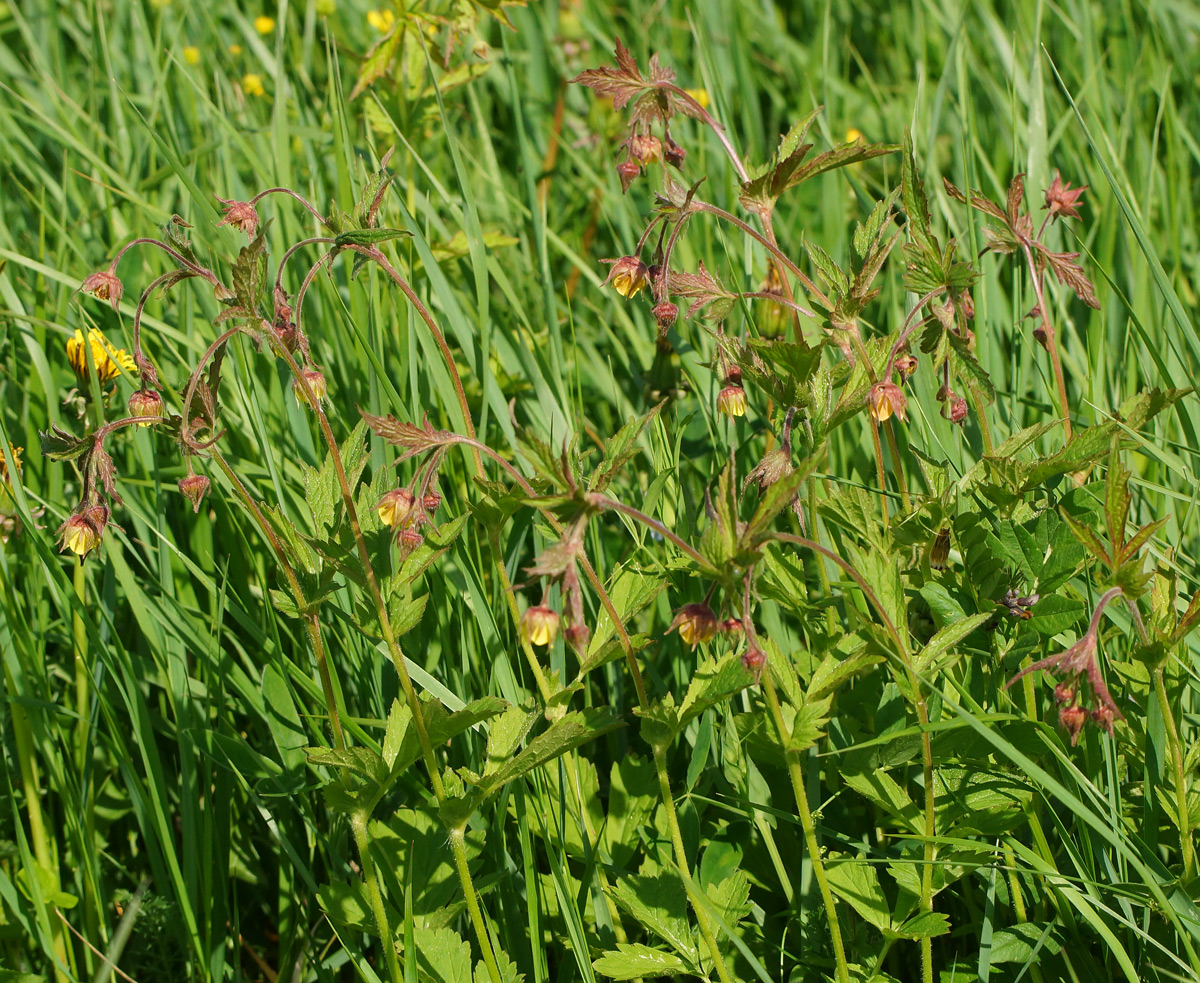 Image of Geum × intermedium specimen.