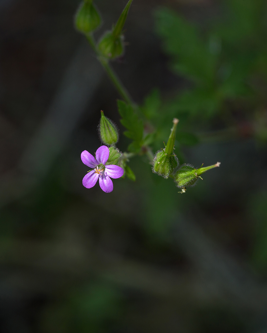 Изображение особи Geranium robertianum.