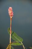 Persicaria amphibia