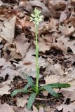 Orchis provincialis