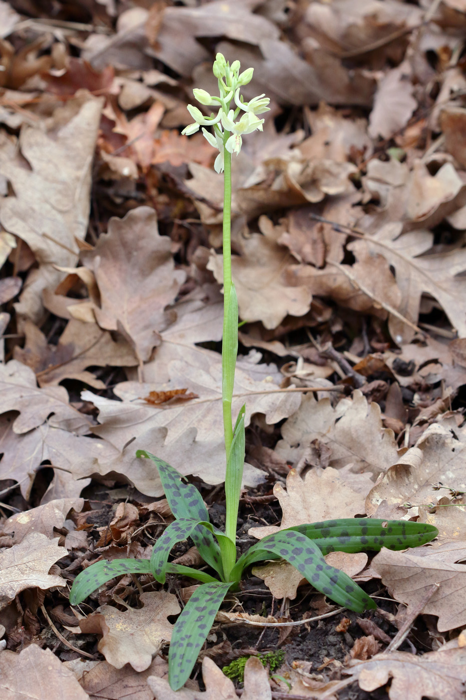 Image of Orchis provincialis specimen.