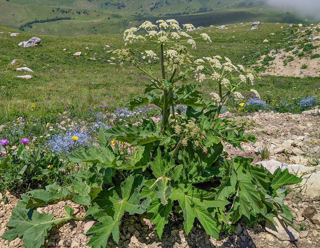 Изображение особи Heracleum asperum.