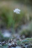 Allium saxatile. Цветущее растение. Кабардино-Балкария, Чегемский р-н, окр. с. Булунгу, каменистый склон. 05.08.2021.