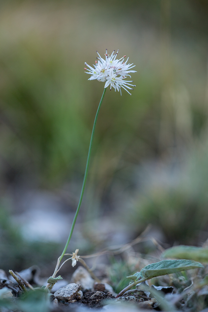 Изображение особи Allium saxatile.