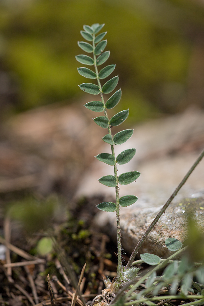 Image of Oxytropis owerinii specimen.