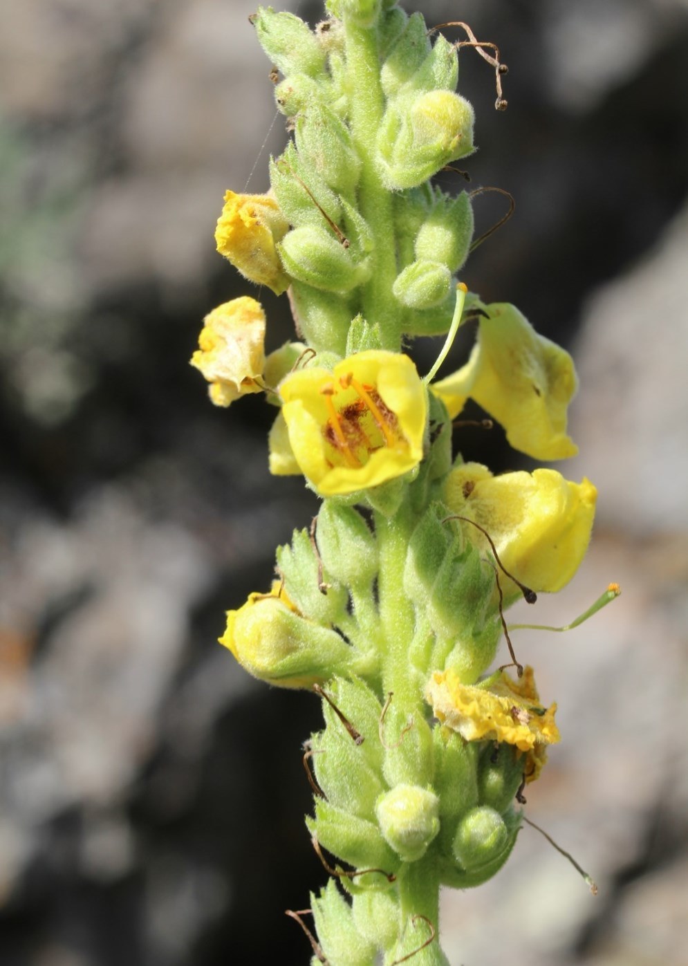 Изображение особи Verbascum marschallianum.