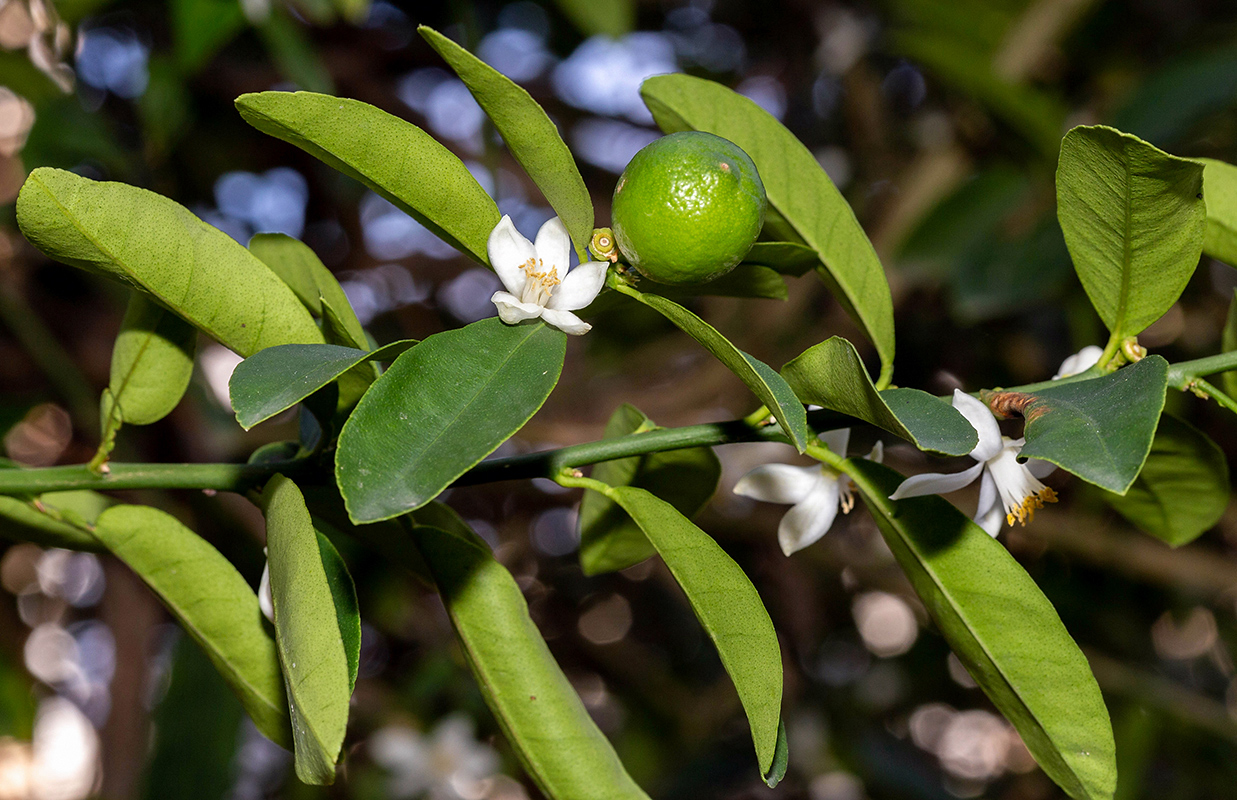 Image of Citrus limon specimen.