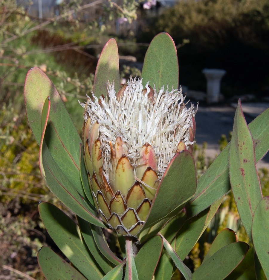 Изображение особи Protea obtusifolia.