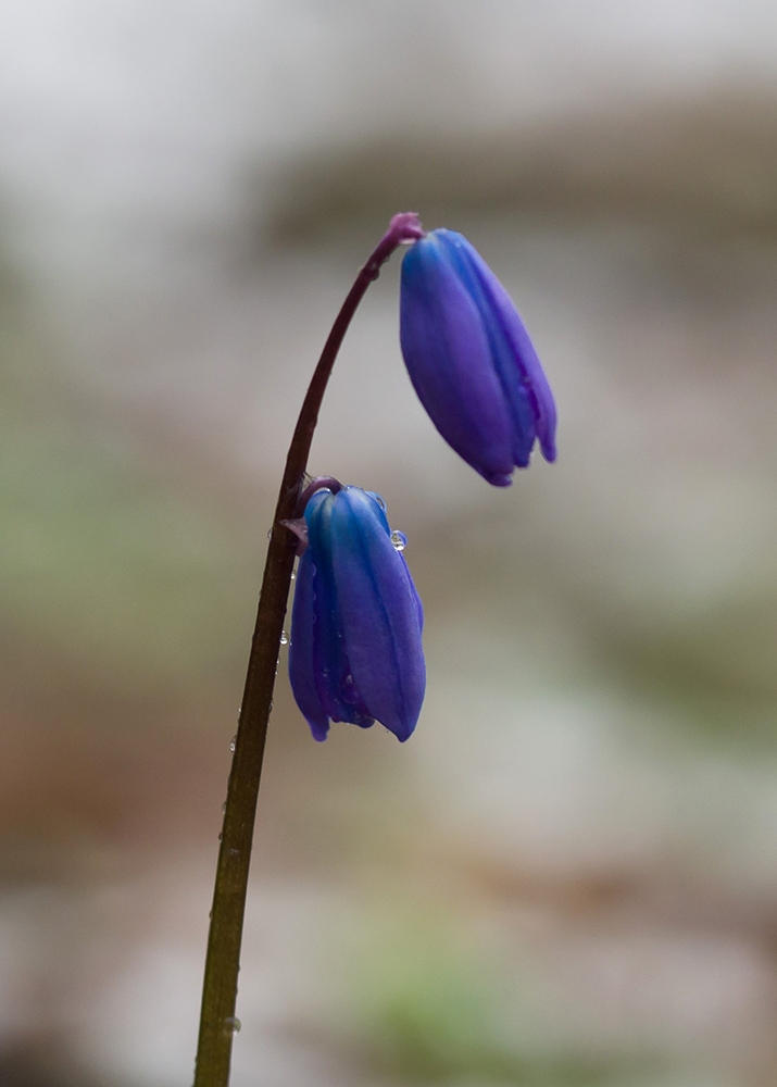 Изображение особи Scilla siberica.