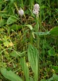 Plantago urvillei