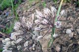 Allium oreophilum