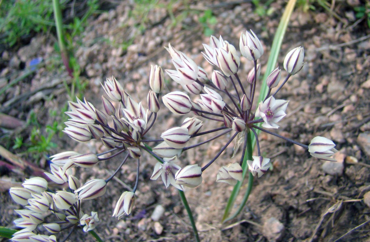 Изображение особи Allium oreophilum.