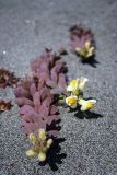 Linaria japonica