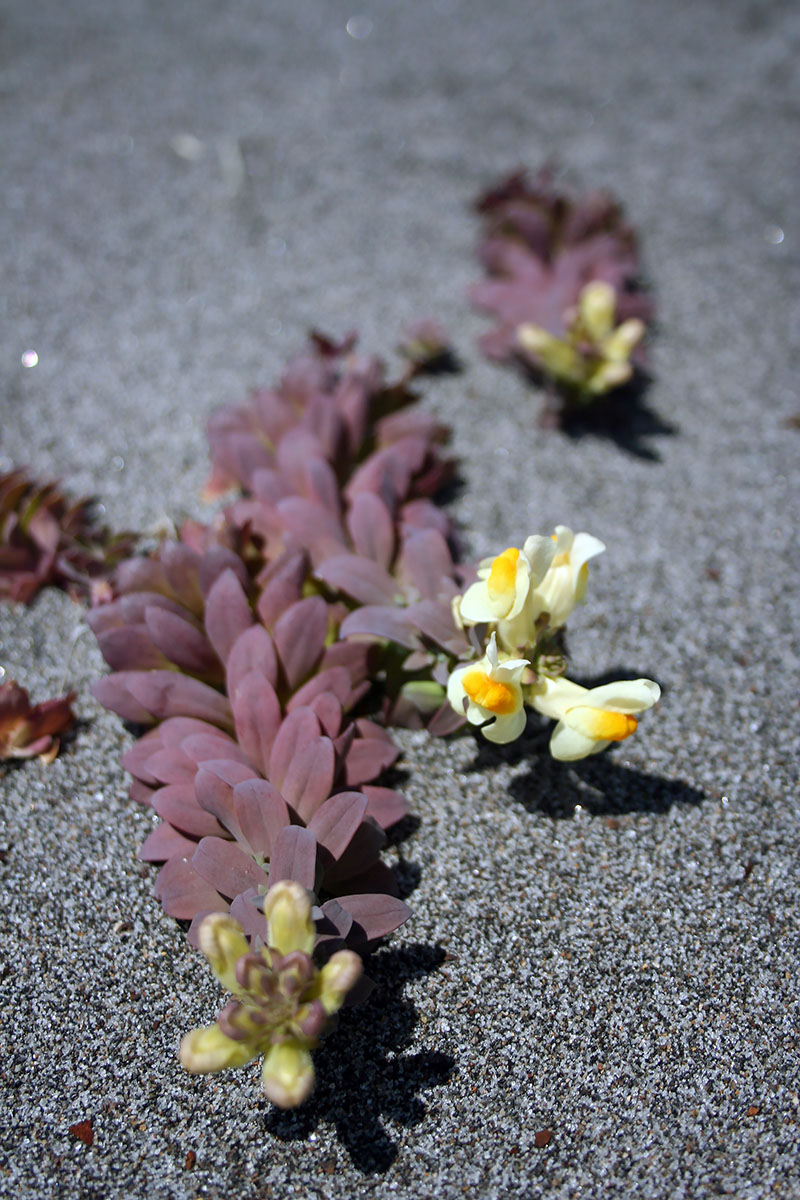 Image of Linaria japonica specimen.