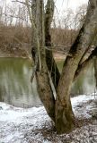 род Alnus. Нижняя часть многоствольного дерева, покрытая мхом и лишайниками. Калужская обл., окр. г. Малоярославец, село Карижа, берег реки Лужа. 27.03.2022.