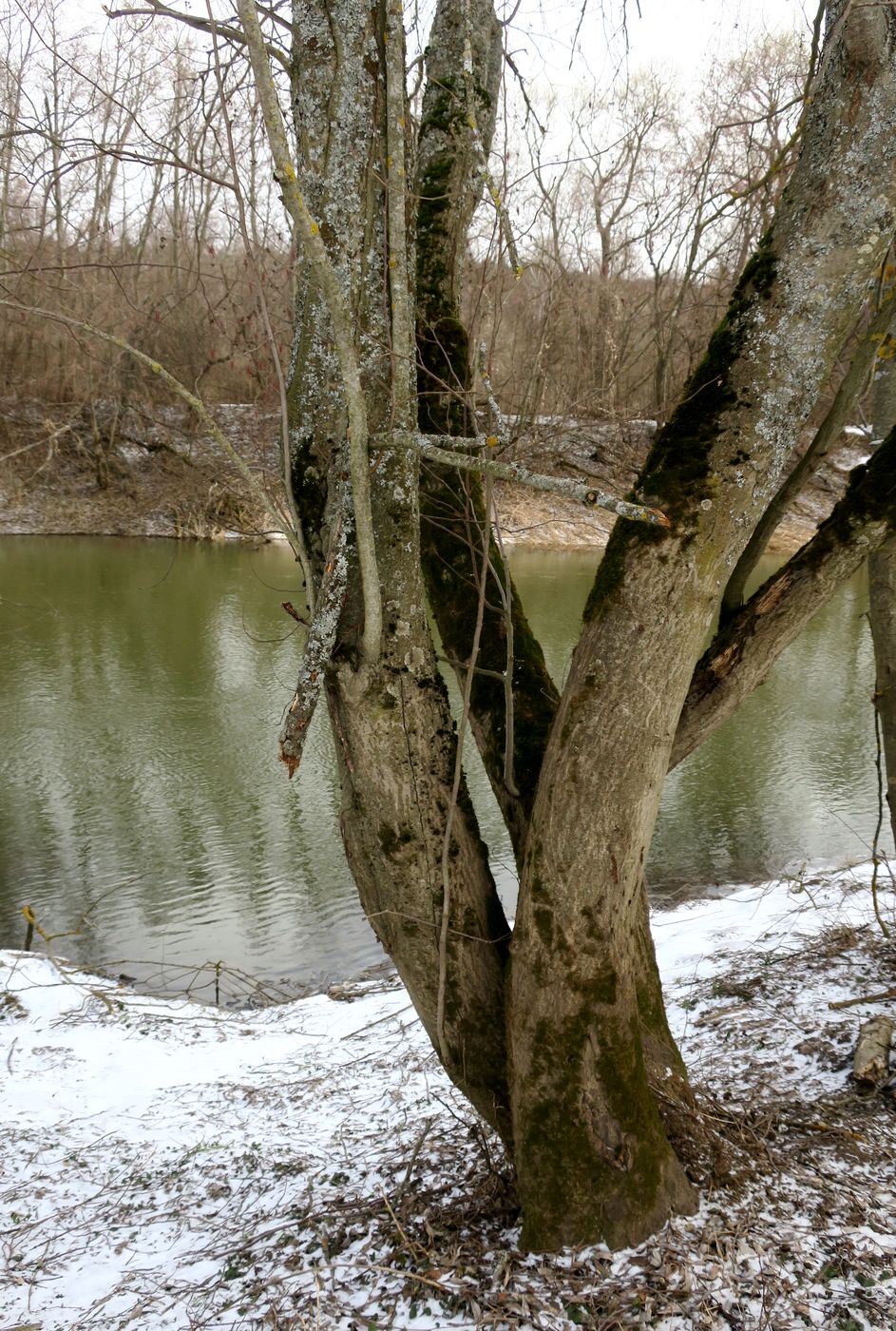 Image of genus Alnus specimen.