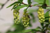 Berberis vulgaris. Верхушка ветви с соцветиями. Томская обл., г. Томск, Академгородок, в культуре. 19.05.2022.