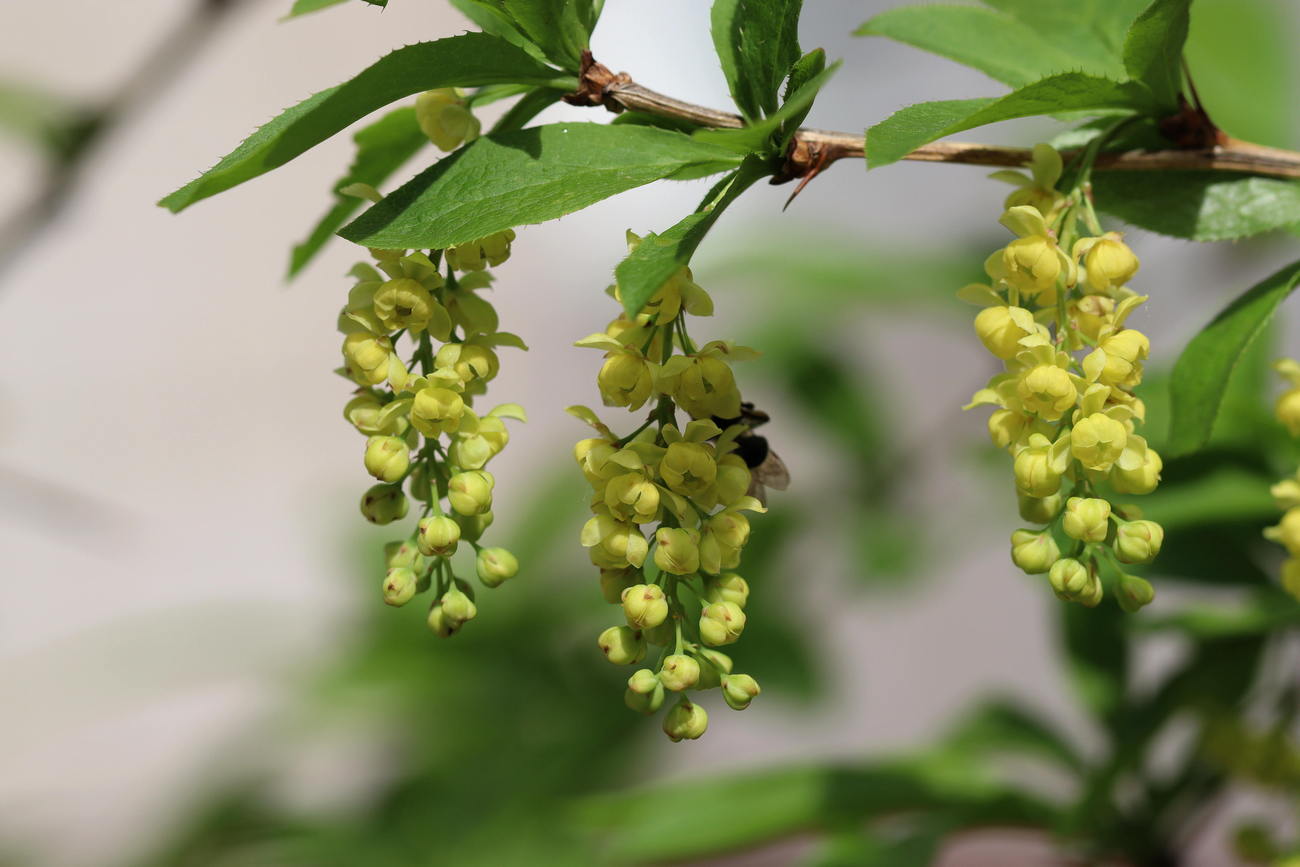 Image of Berberis vulgaris specimen.