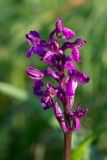 Anacamptis morio ssp. caucasica