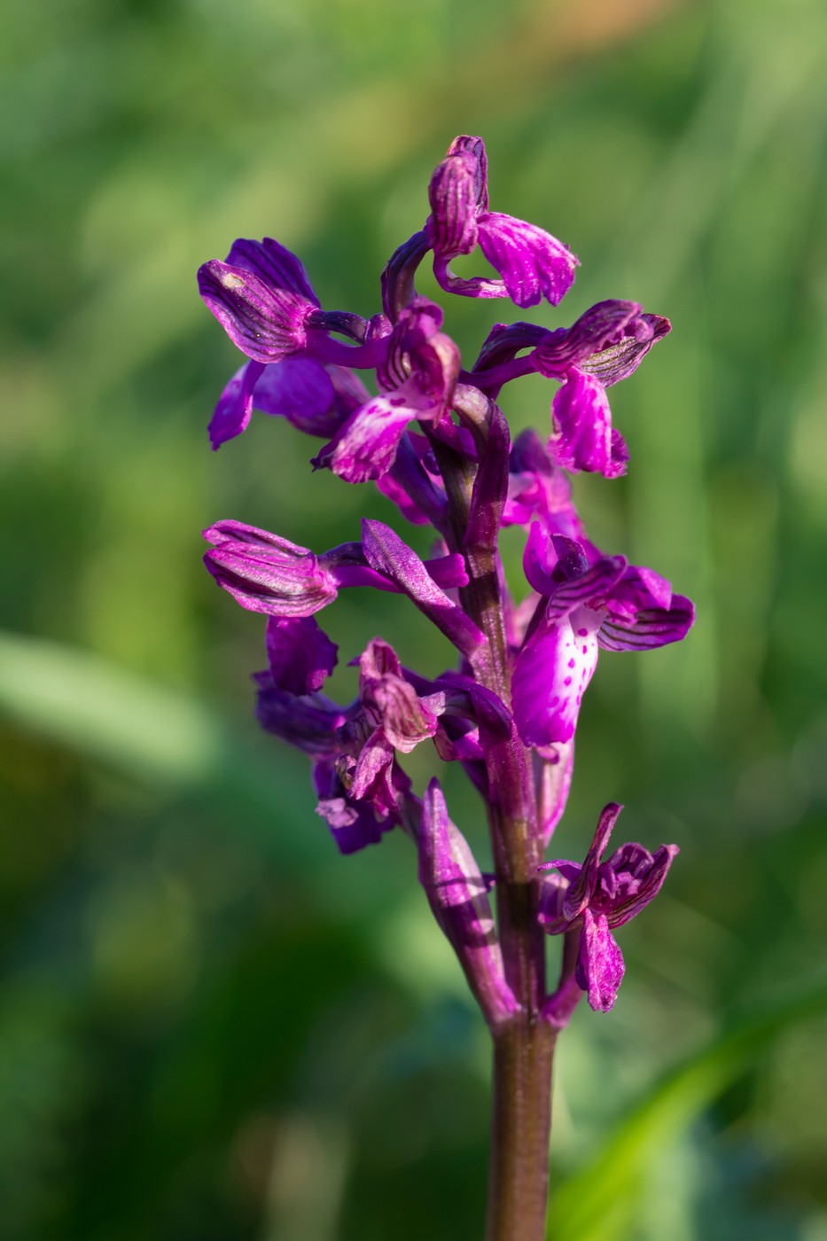 Image of Anacamptis morio ssp. caucasica specimen.