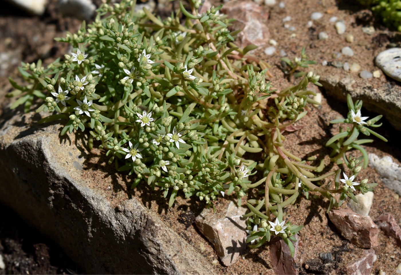 Изображение особи Sedum hispanicum.