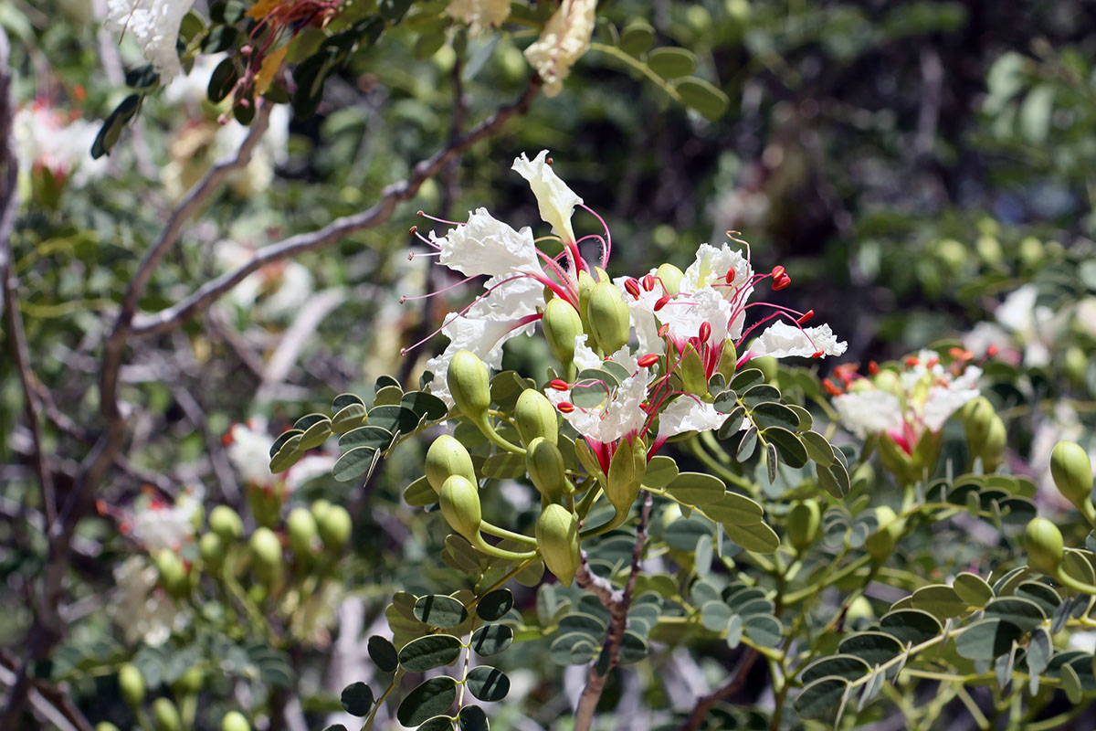 Image of Delonix pumila specimen.