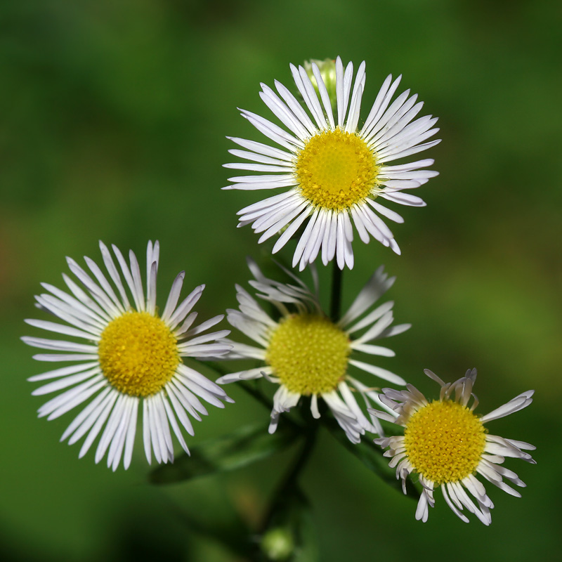 Image of Erigeron annuus specimen.