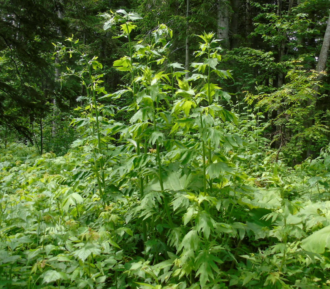 Изображение особи Cirsium kamtschaticum.