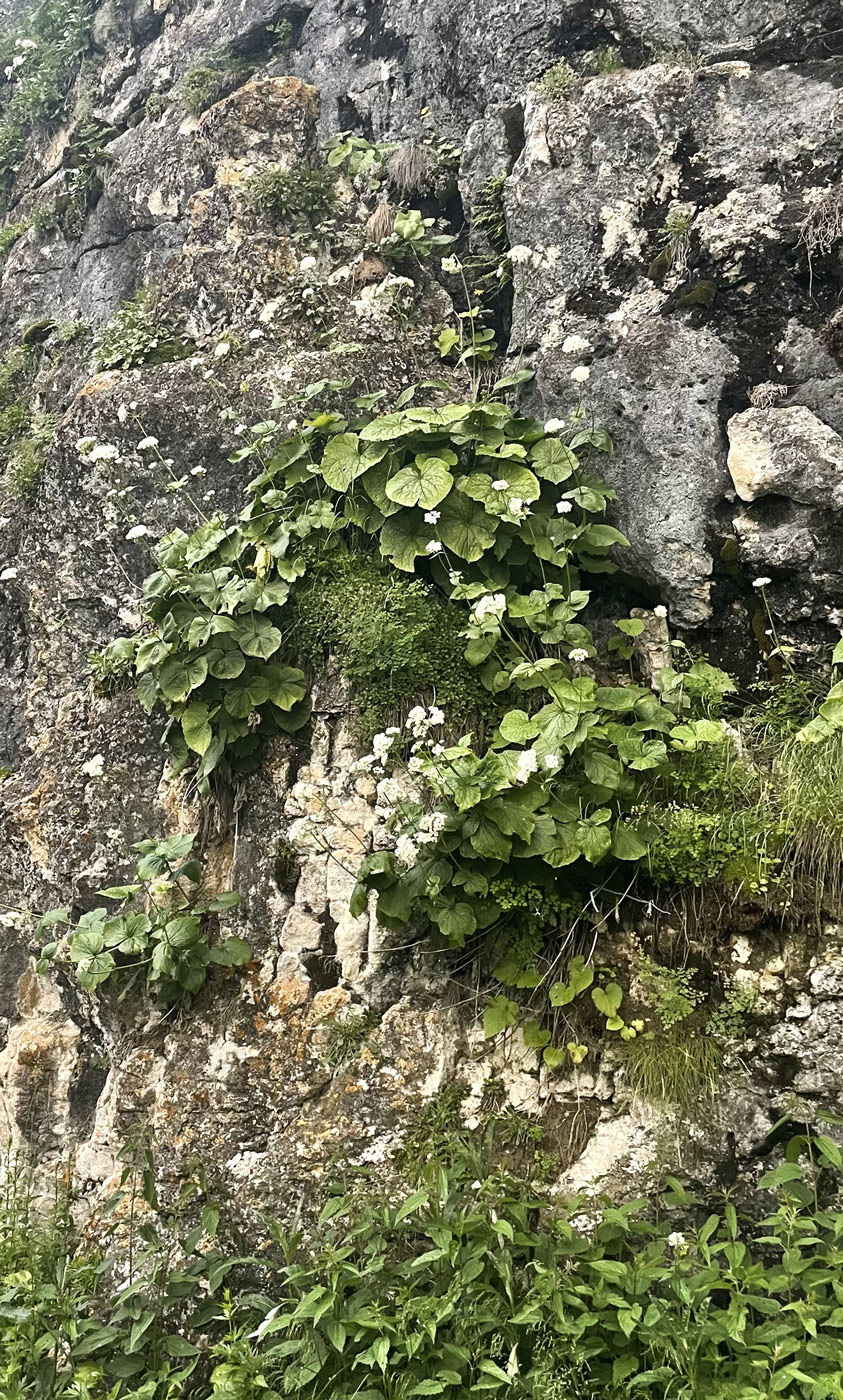 Image of genus Valeriana specimen.