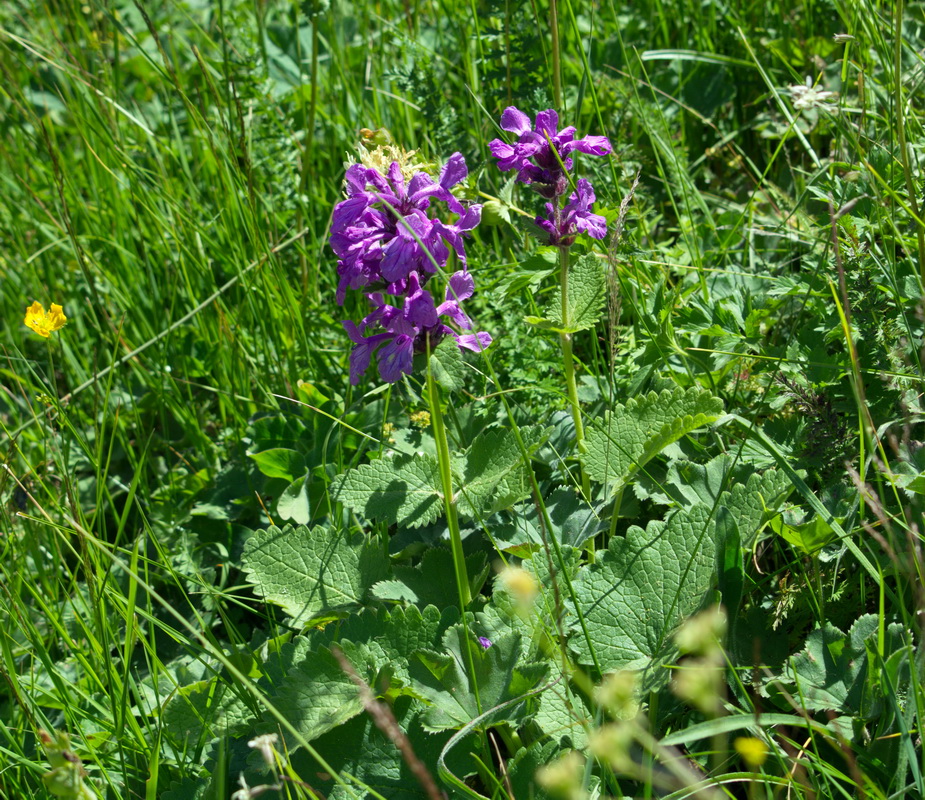 Изображение особи Betonica macrantha.