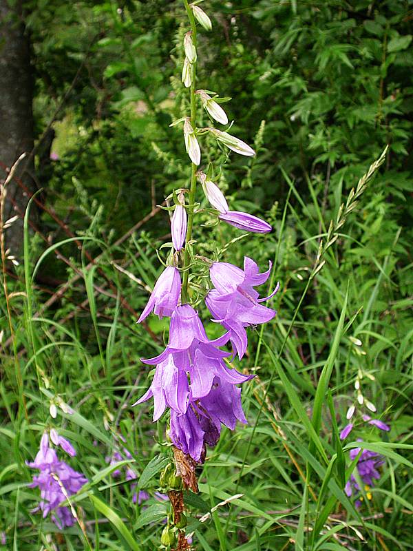 Image of Campanula rapunculoides specimen.