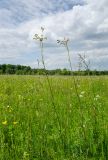 Filipendula vulgaris. Бутонизирующие растения. Республика Башкортостан, Белокатайский р-н, Белянковский сельсовет, окр. дер. Перевоз, долина р. Уфа, разнотравно-злаковый луг. 2 июля 2022 г.