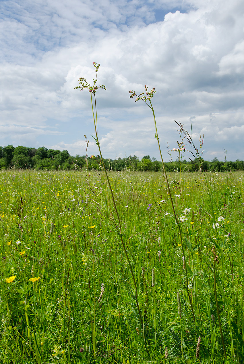 Image of Filipendula vulgaris specimen.