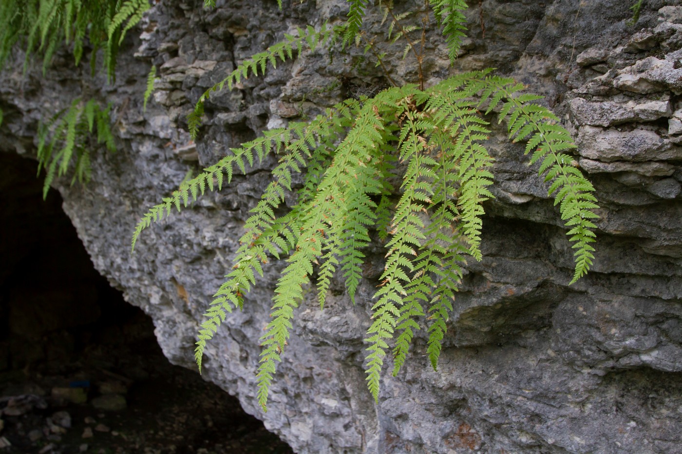 Изображение особи Woodsia caucasica.