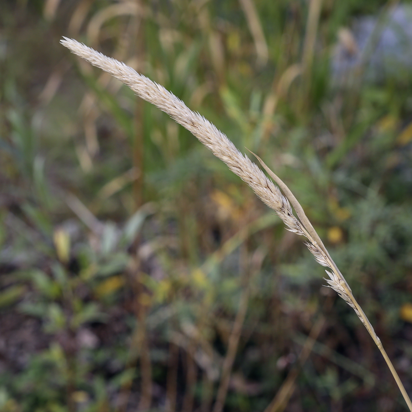 Изображение особи Phalaroides arundinacea.