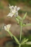 Silene quadriloba