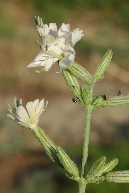 Image of Silene quadriloba specimen.